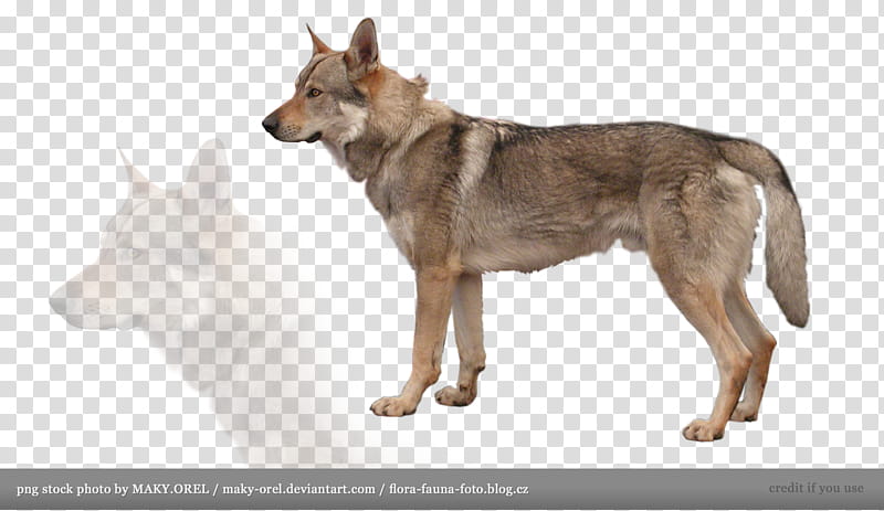 Czechoslovakian Wolfdog, adult black and tan German shepherd standing transparent background PNG clipart