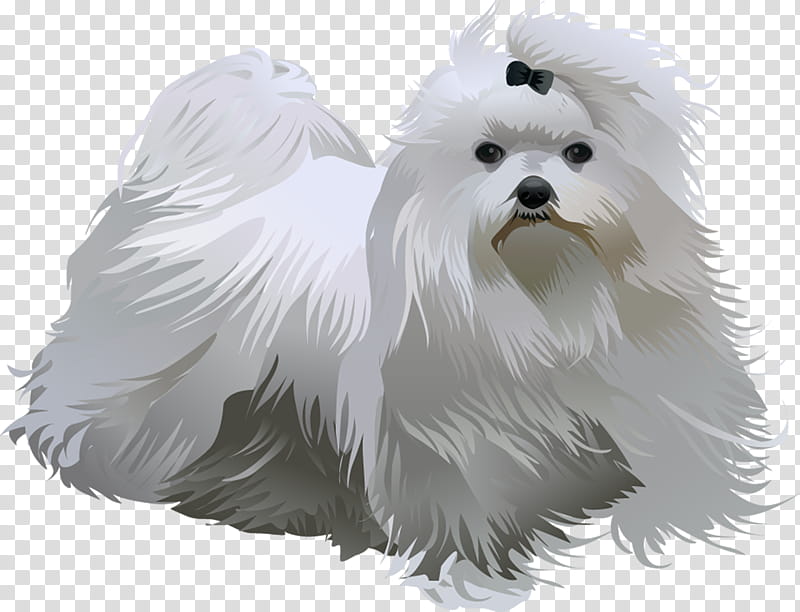 Lion, Maltese Dog, Havanese Dog, Little Lion Dog, West Highland White Terrier, Puppy, Bichon Frise, Companion Dog transparent background PNG clipart