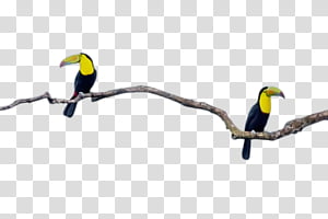 bird beak line toucan branch, Watercolor, Paint, Wet Ink, Hornbill, Coraciiformes, Piciformes transparent background PNG clipart thumbnail