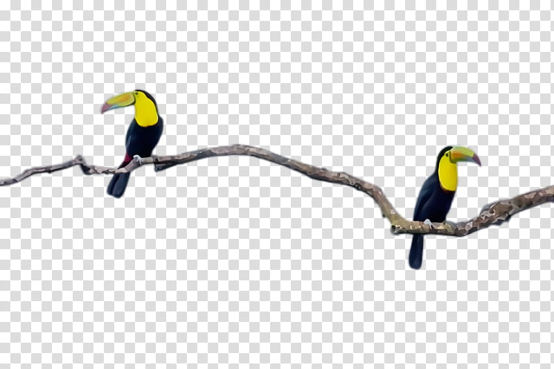 bird beak line toucan branch, Watercolor, Paint, Wet Ink, Hornbill, Coraciiformes, Piciformes transparent background PNG clipart