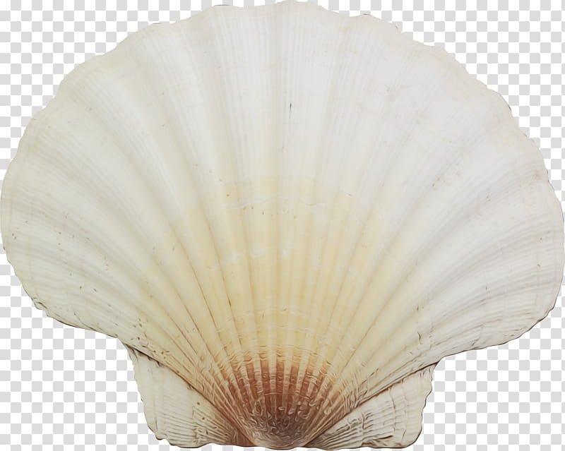 Seashell White, Conchology, Scallops, Beige, Bivalve, Shellfish, Natural Material transparent background PNG clipart