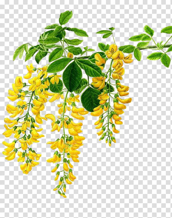 , yellow and green petaled flowers transparent background PNG clipart