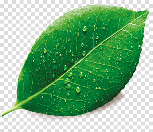 Green Leaf, Plants, Dew, Blog, Flower, Water, Tree, Plant Pathology transparent background PNG clipart