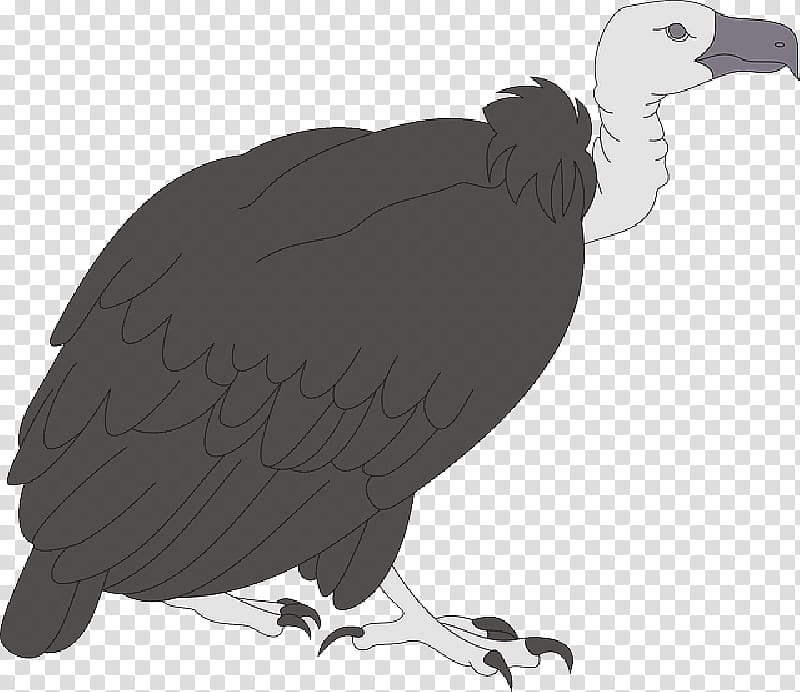 Eagle Drawing, Turkey Vulture, Bird, Black Vulture, Condor, King Vulture, Beak, California Condor transparent background PNG clipart