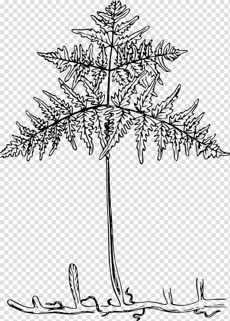 Tree Trunk Drawing, Root, Leaf, Fern, Plants, Plant Stem, Tree Fern, Sword Fern transparent background PNG clipart