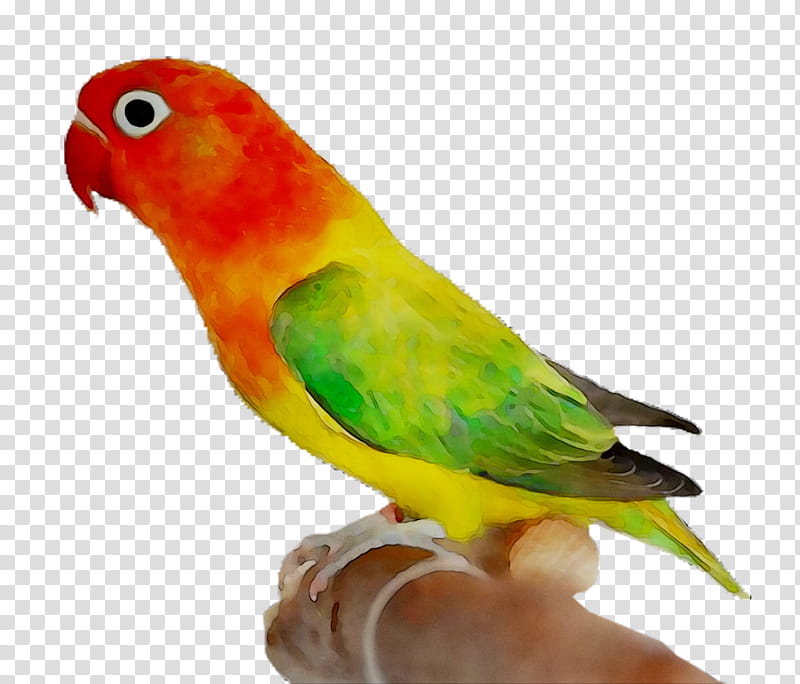 Bird Parrot, Lovebird, Parakeet, Macaw, Loriini, Feather, Beak, Pet transparent background PNG clipart