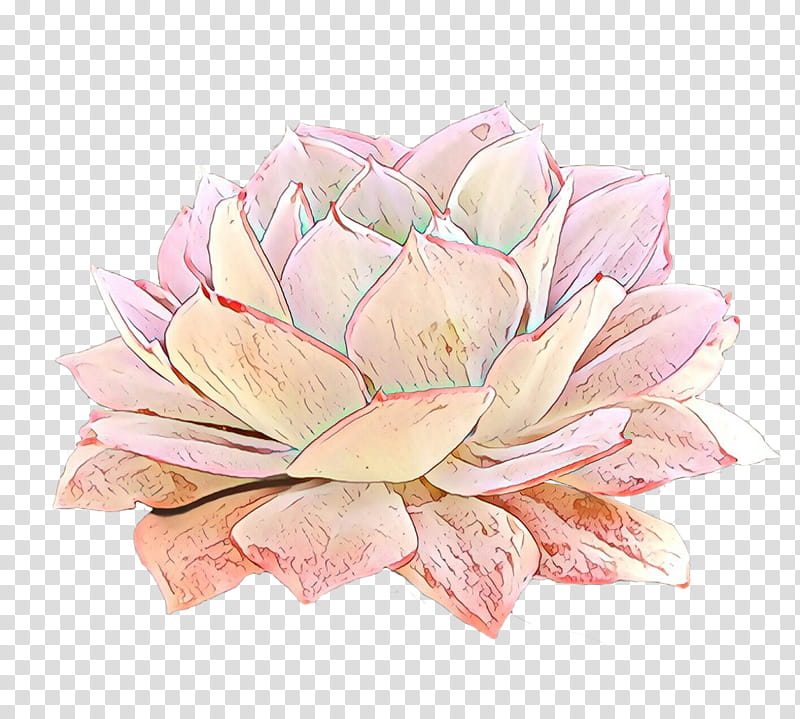 Lily Flower, Floral Design, Rose, Cut Flowers, Petal, Pink M, Echeveria, Plant transparent background PNG clipart