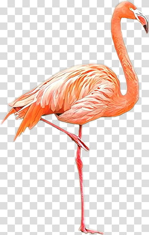 Illustration Flamingo Watercolor