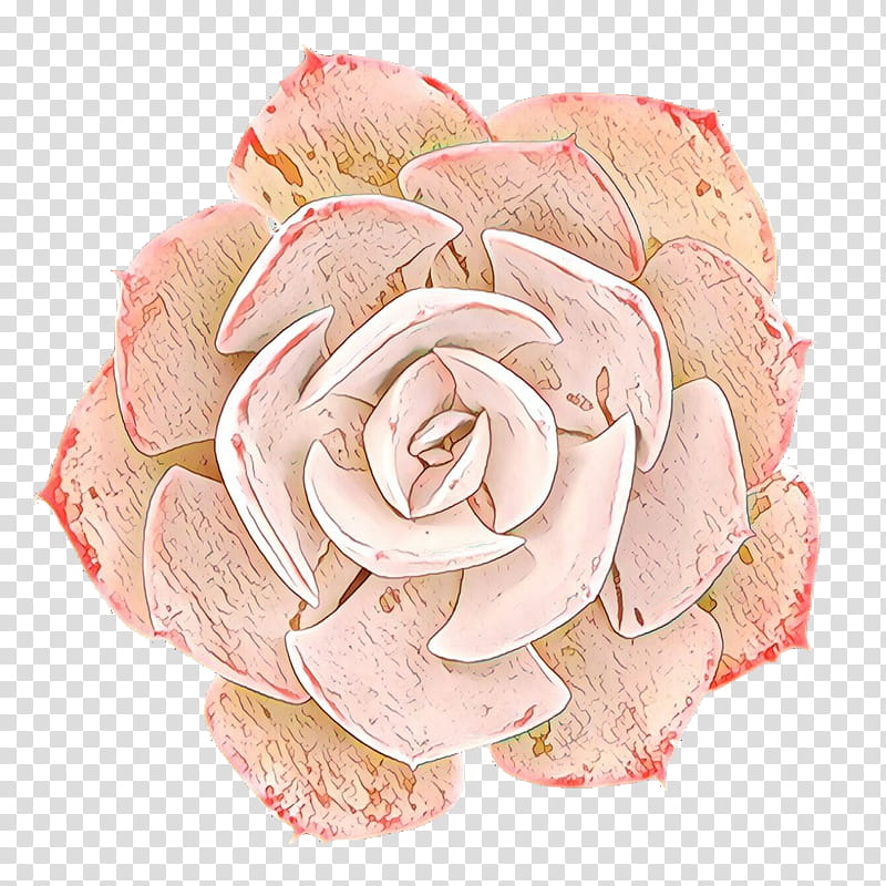 Pink Flowers, Cartoon, Garden Roses, Stonecrops, Succulent Plant, Cabbage Rose, Cut Flowers, Flower Bouquet transparent background PNG clipart