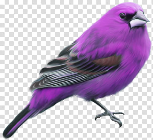 purple and black bird transparent background PNG clipart