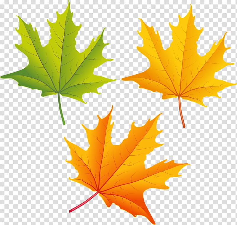 Autumn Leaves, Leaf, Autumn Leaf Color, Autumn Leaves Set, Blog, Maple Leaf, Web Design, Tree transparent background PNG clipart