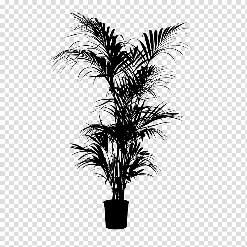 Palm Tree, Asian Palmyra Palm, Babassu, Black White M, Palm Trees, Date Palm, Borassus, Attalea transparent background PNG clipart