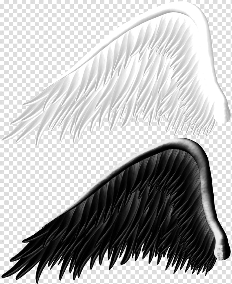 Feathered Wings, two black and white wings transparent background PNG clipart