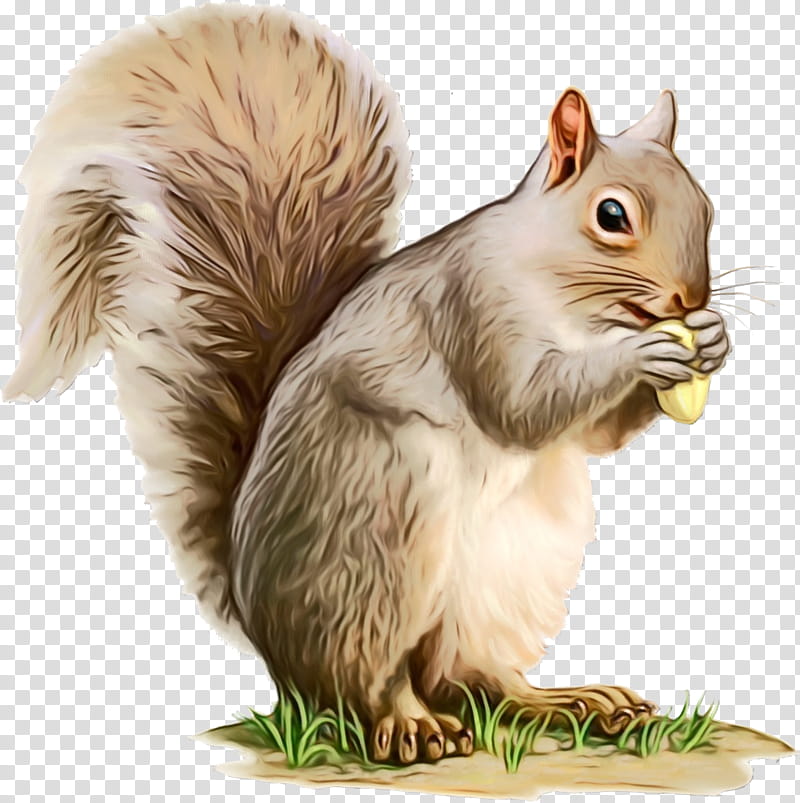Watercolor Animal, Paint, Wet Ink, Chipmunk, Squirrel, Cuteness, Cartoon, Grey Squirrel transparent background PNG clipart