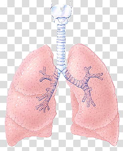 Assorted s, respiratory system illustration transparent background PNG clipart