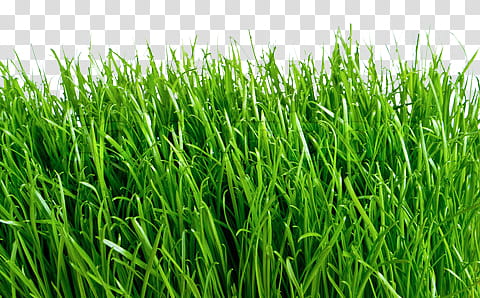 Spring, green grass illustration transparent background PNG clipart