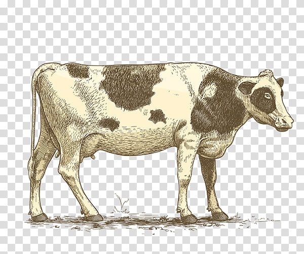 Goat, Taurine Cattle, Calf, Dairy Cattle, Cow Dung, Dairy Farming, Agriculture, Dairy Products transparent background PNG clipart
