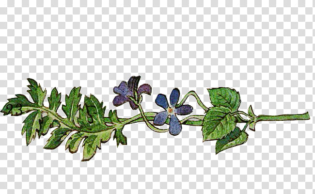 Fairy tale P, green leafed plant with blue flowers transparent background PNG clipart