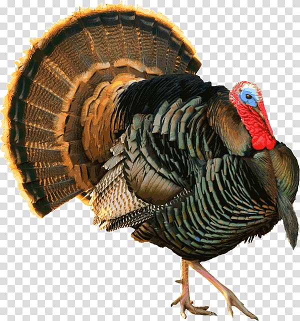 Turkey Thanksgiving, Black Turkey, Heritage Turkey, Turkey Meat, Poultry, Turkey Hunting, Wild Turkey, Domestic Turkey transparent background PNG clipart