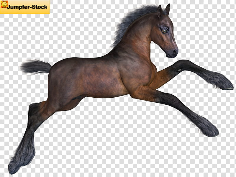 Foal , brown horse transparent background PNG clipart