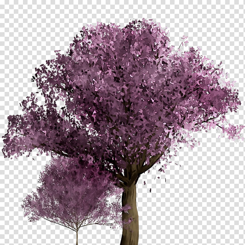 Cherry Blossom Tree, Stau150 Minvuncnr Ad, Purple, Cherries, Shrub, Branching, Lilac, Plant transparent background PNG clipart