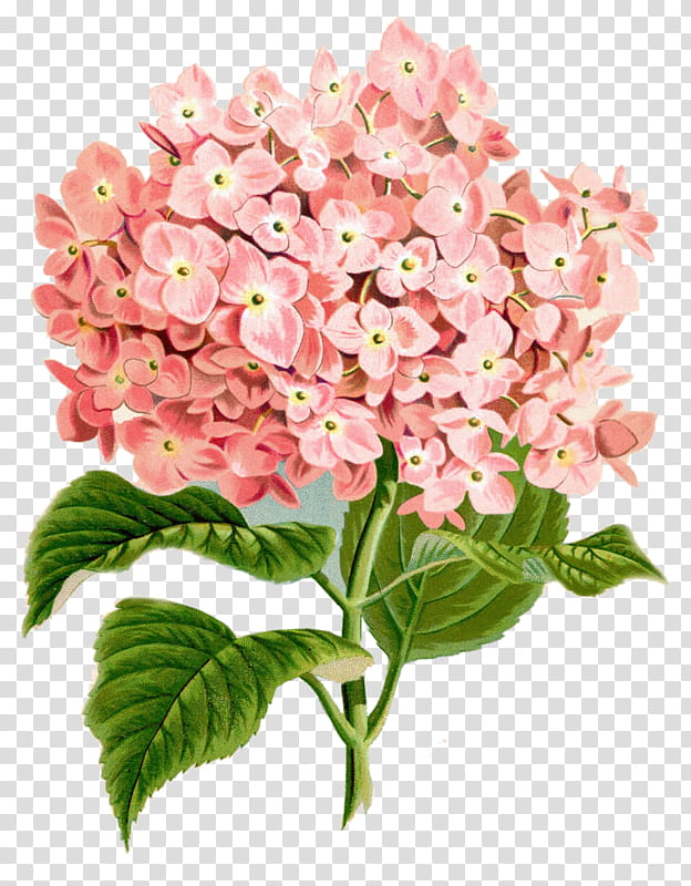 Bouquet Of Flowers Drawing, Painting, Watercolor Painting, French Hydrangea, Greeting Note Cards, Plants, Pink, Hydrangeaceae transparent background PNG clipart