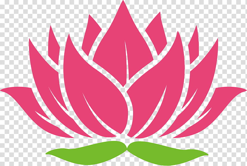 Lotus flower, Leaf, Lotus Family, Pink, Plant, Protea