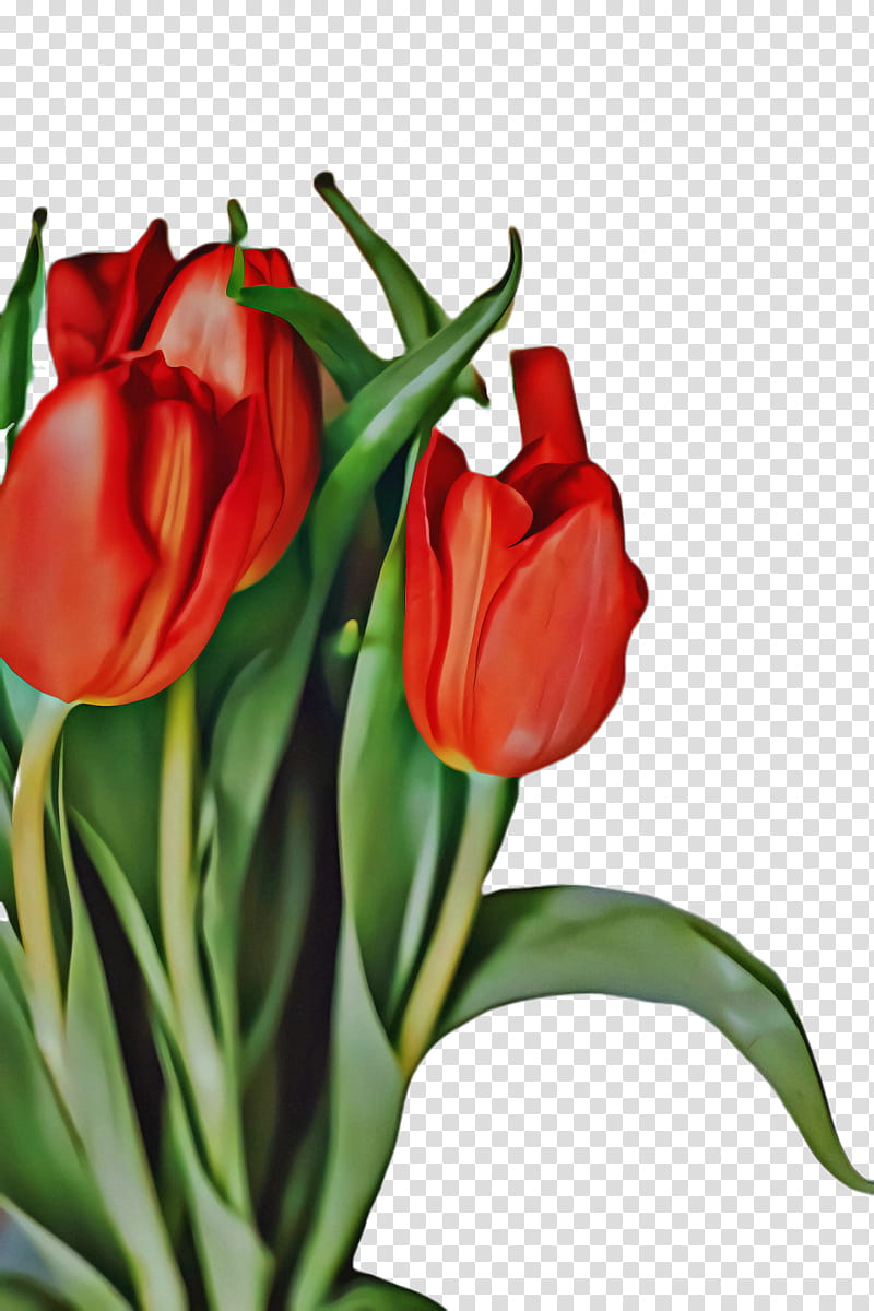 Flowers, Tulip, Flora, Blossom, Still Life , Cut Flowers, Plant Stem, Bud transparent background PNG clipart