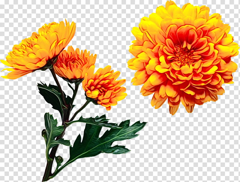 Garden Flowers, Pot Marigold, Chrysanthemum, Plants, Vase, Annual Plant, Flowerpot, French Lavender transparent background PNG clipart