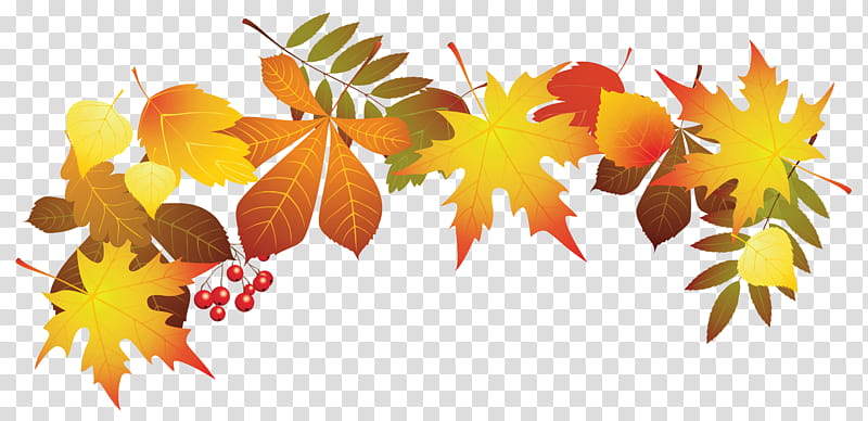 Autumn swatches, yellow and orange leaves illustration transparent background PNG clipart