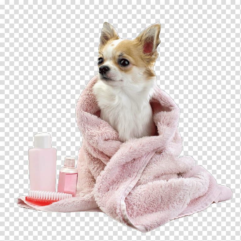 Dog And Cat, Chihuahua, Dog Grooming, Pet, Pet Sitting, Puppy, Dog Daycare, Kennel transparent background PNG clipart