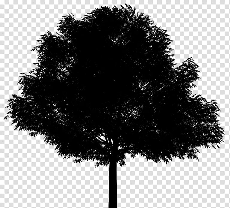 Pine Tree Silhouette, Oak, Drawing, Plants, Cartoon, QUERCUS ILEX, Holly, Black transparent background PNG clipart
