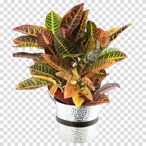 Lily Flower, Garden Croton, Houseplant, Leaf, Plants, Flowerpot, Variegation, Crotons transparent background PNG clipart