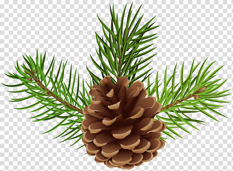 Family Tree Drawing, Conifer Cone, Spruce, Scots Pine, Fir, Pine Family, Christmas Ornament transparent background PNG clipart