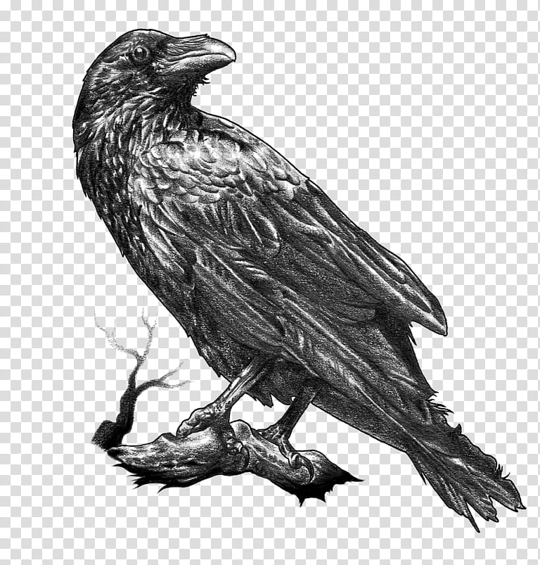 Tattoo Design line sketch of a crow Raven, bold strong | Stable Diffusion