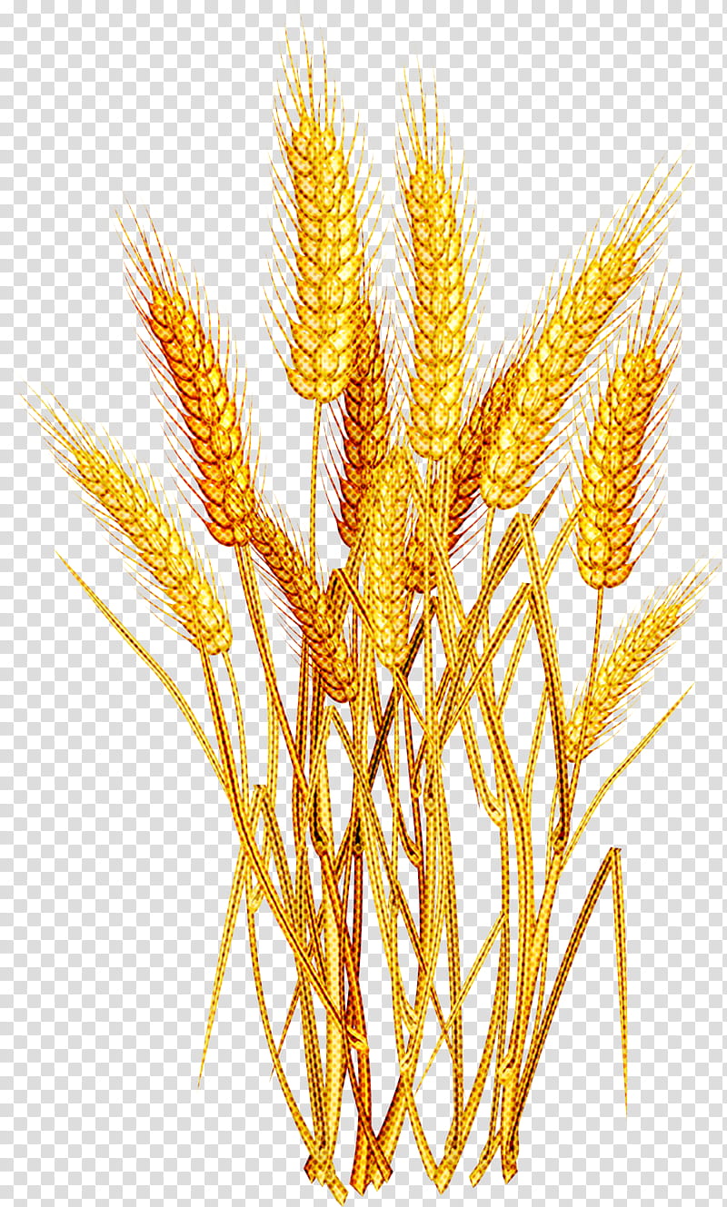 Wheat, Plant, Food Grain, Cereal Germ, Triticale, Elymus Repens, Whole Grain, Grass Family transparent background PNG clipart