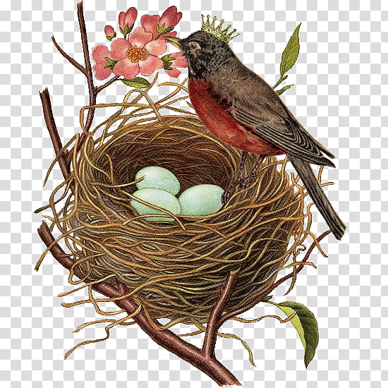 Robin Bird, Bird Nest, Bird Egg, American Robin, Printing, Hummingbird, Chicken, Poster transparent background PNG clipart