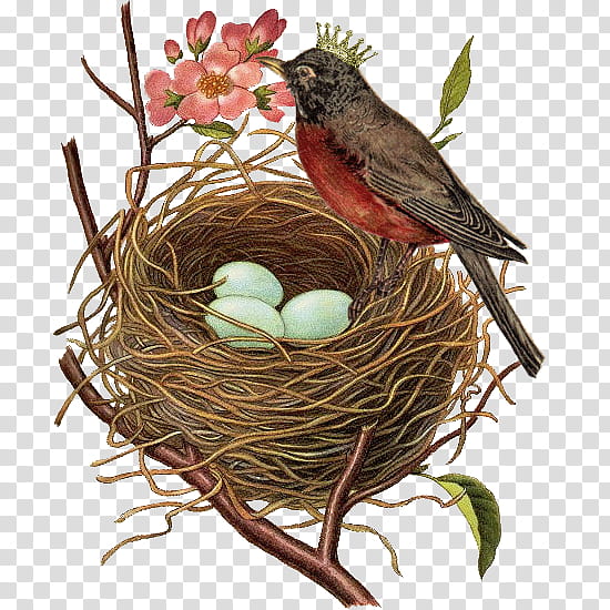 Golden Eggs In Birds Nest PNG Transparent And Clipart Image For Free  Download - Lovepik