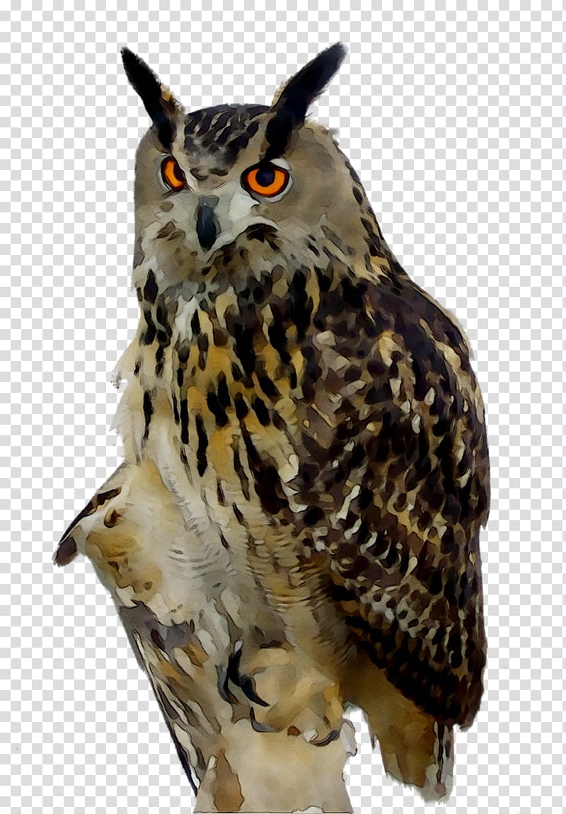 Owl, Bird, Eurasian Eagleowl, Snowy Owl, Barn Owl, Bird Of Prey, Yandex, Longeared Owl transparent background PNG clipart
