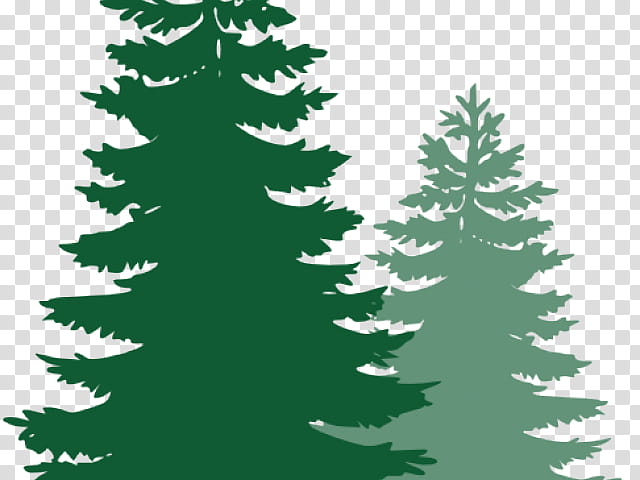 Christmas Tree Silhouette, Pine, Fir, Conifers, Spruce, Evergreen, Eastern White Pine, Larch transparent background PNG clipart