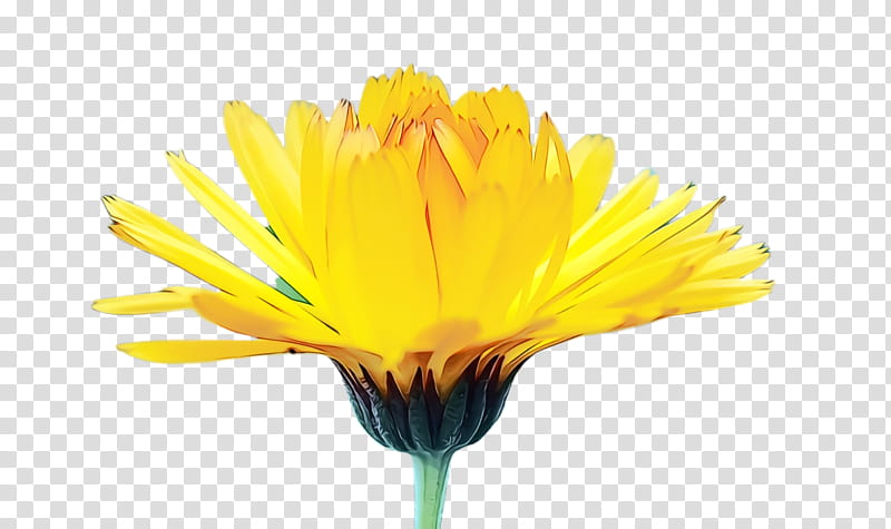 Flowers, Marigold, Blossom, Bloom, Flora, Dandelion, Yellow, Pot Marigold transparent background PNG clipart