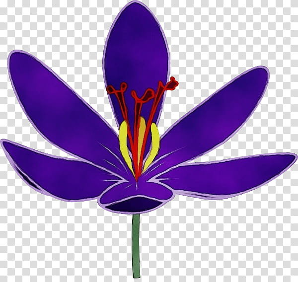 purple flower petal violet plant, Watercolor, Paint, Wet Ink, Crocus, Iris Family transparent background PNG clipart
