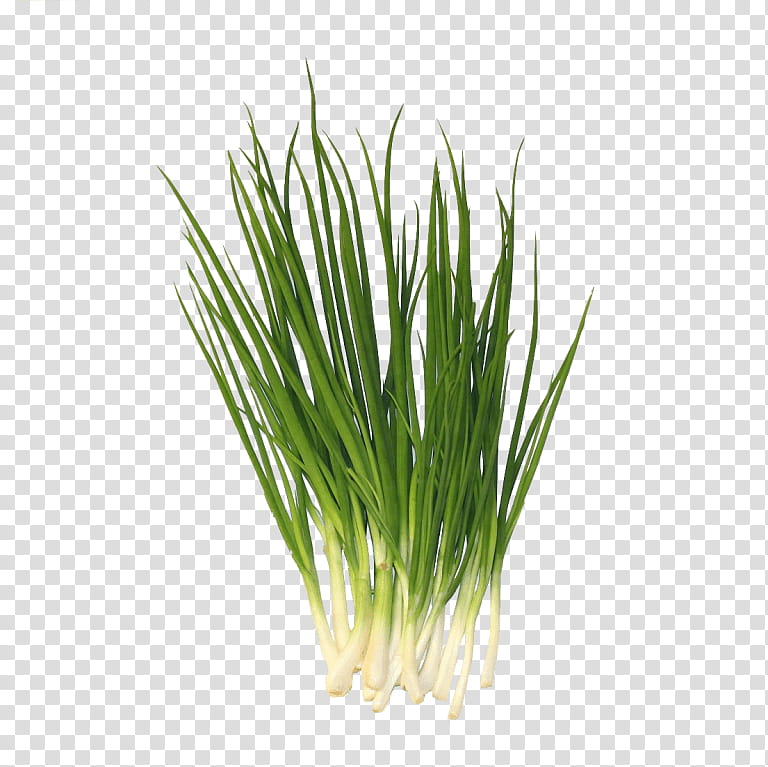 Onion, Welsh Onion, Scallion, Chives, Garlic, Shallots, Sweet Onion, Food transparent background PNG clipart