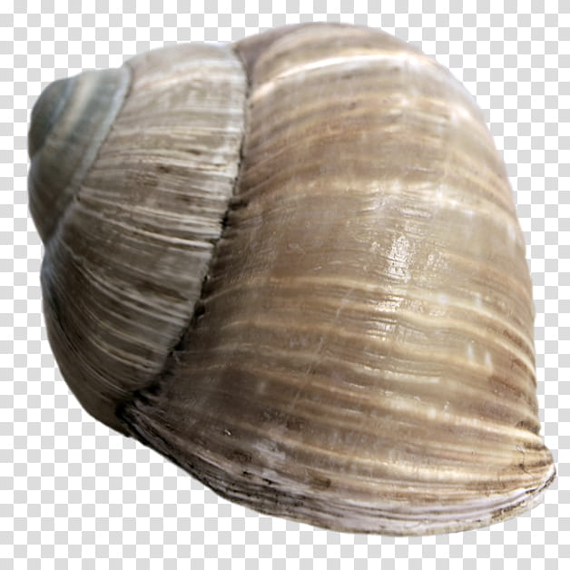 Snail Shell , brown snail transparent background PNG clipart