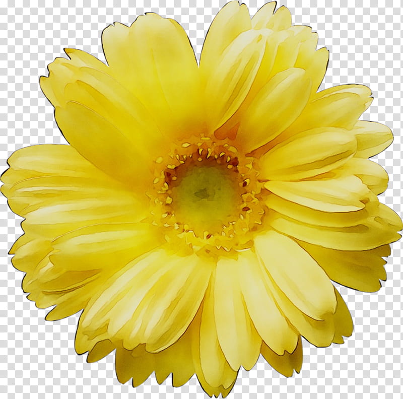 Marigold Flower, Common Daisy, Oxeye Daisy, Daisy Family, Blackeyed Susan, Yellow, Gerbera, Petal transparent background PNG clipart