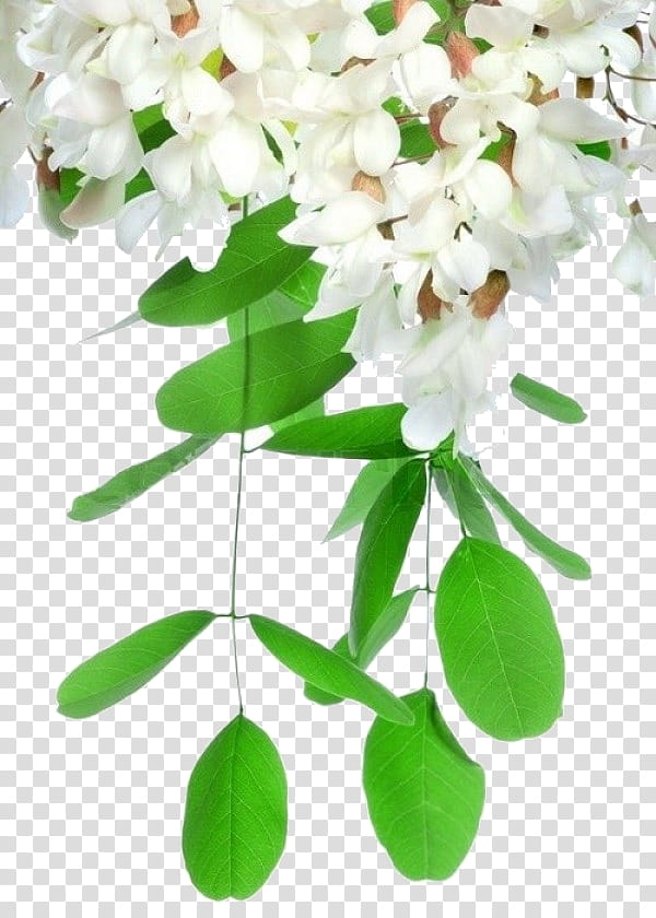 Acacia Tree, Black Locust, Flower, Plant, Branch, Blossom, Plant Stem, Petal transparent background PNG clipart