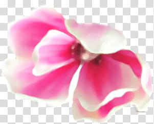 Magnolia Set, pink petal flower illustration transparent background PNG clipart