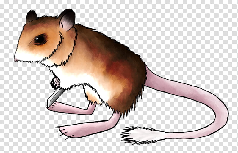 Kangaroo, Gerbil, Hamster, Dormouse, Brown Rat, Whiskers, Black Rat, Kangaroo Mouse transparent background PNG clipart
