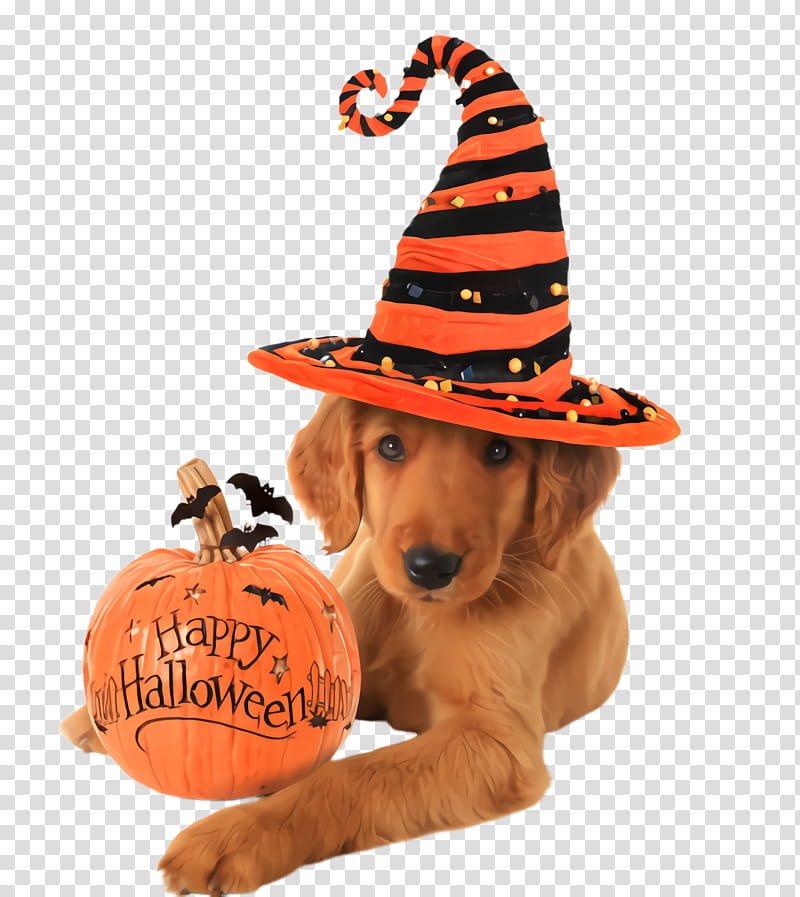 Party hat, Dog, Orange, Dog Breed, Puppy, Headgear, Sporting Group transparent background PNG clipart