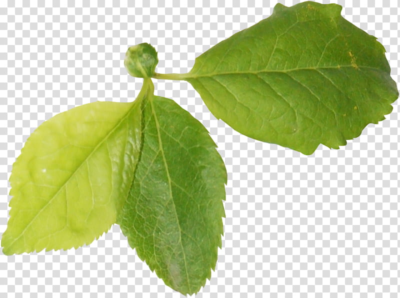 Green Leaf, Plant Stem, Plants, Branch, Tree, Trunk, Twig, Digital transparent background PNG clipart
